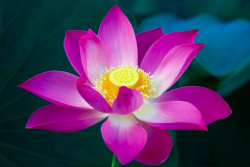 Đọc Kinh Pháp Môn Căn Bản