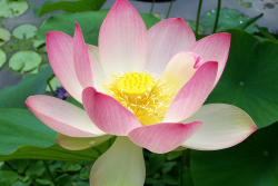 Thấy Biết Như Thật và Thấy Tánh